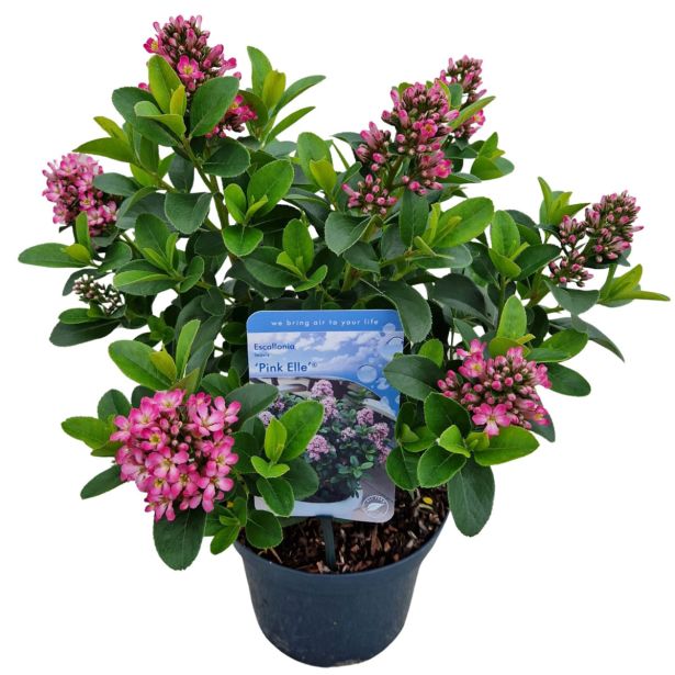 CVETOČA GRMOVNICA ESKALONIJA L19