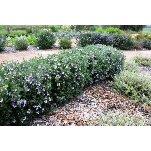 CVETOČA GRMOVNICA GRMOVNICA WESTRINGIA