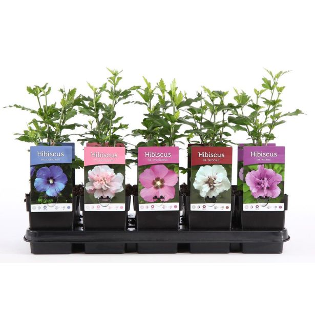 CVETOČA GRMOVNICA HIBISKUS L13CM