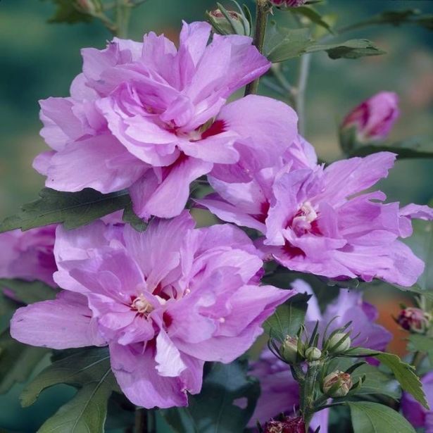 CVETOČA GRMOVNICA HIBISKUS L13CM