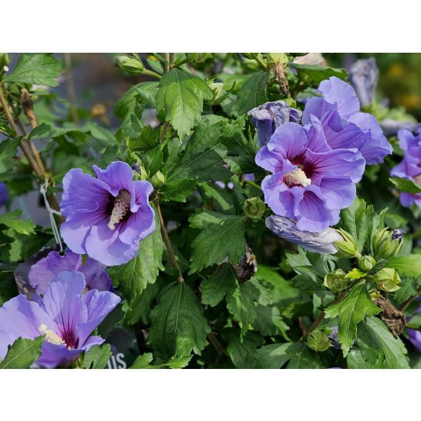CVETOČA GRMOVNICA HIBISKUS L13CM