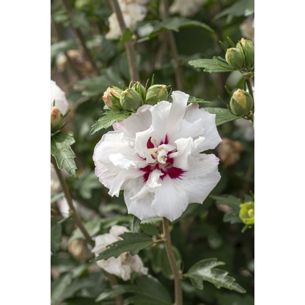 CVETOČA GRMOVNICA HIBISKUS L13CM