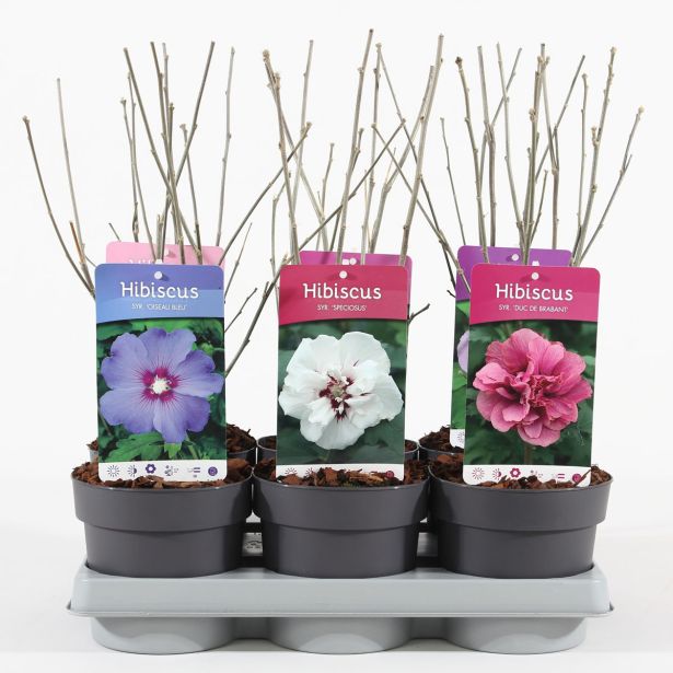 CVETOČA GRMOVNICA HIBISKUS L2 L