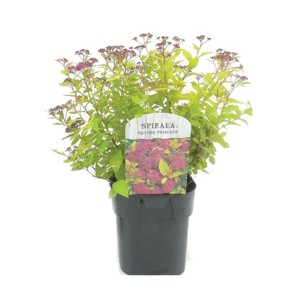 CVETOČA GRMOVNICA JAPONSKA MEDVEJKA "GOLDEN PRINCESS" L17