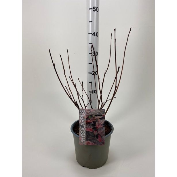 CVETOČA GRMOVNICA KALINOLISTNI POKALEC LADY IN RED L19