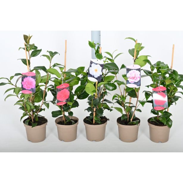 CVETOČA GRMOVNICA KAMELIJA 4 MIX L2 L