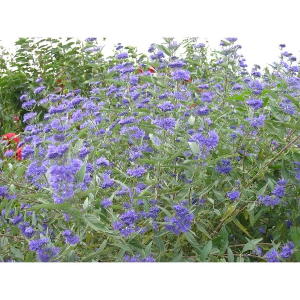 CVETOČA GRMOVNICA KOPRIVČEK L 2L