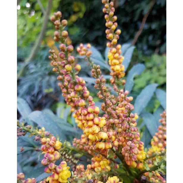 CVETOČA GRMOVNICA MAHONIA EUR. VOLCANO L19 CM