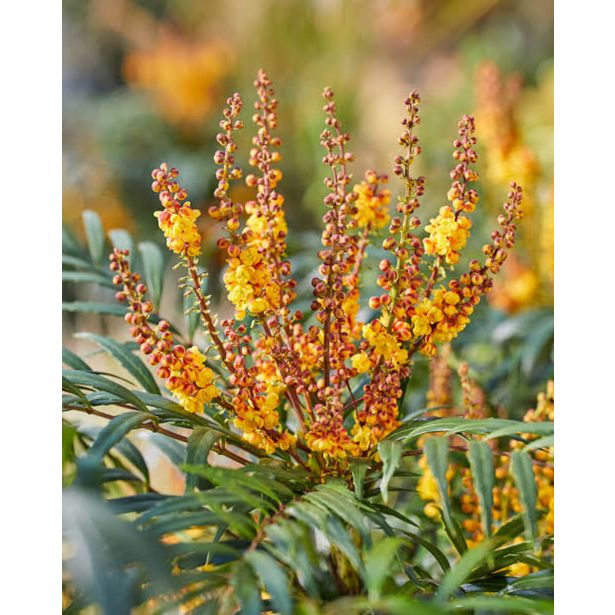 CVETOČA GRMOVNICA MAHONIA EUR. VOLCANO L19 CM