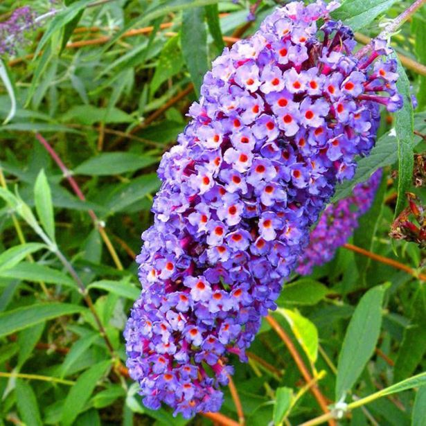 CVETOČA GRMOVNICA METULJNIK L2 L