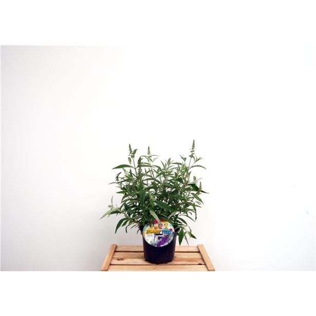 CVETOČA GRMOVNICA METULJNIK SUMMER TEENS L19