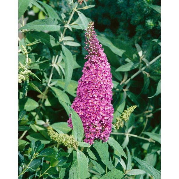 CVETOČA GRMOVNICA METULJNIK SUMMER TEENS L19