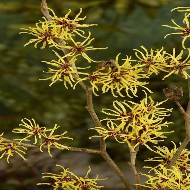 CVETOČA GRMOVNICA NEPOZEBNIK (HAMAMELIS) L21 CM