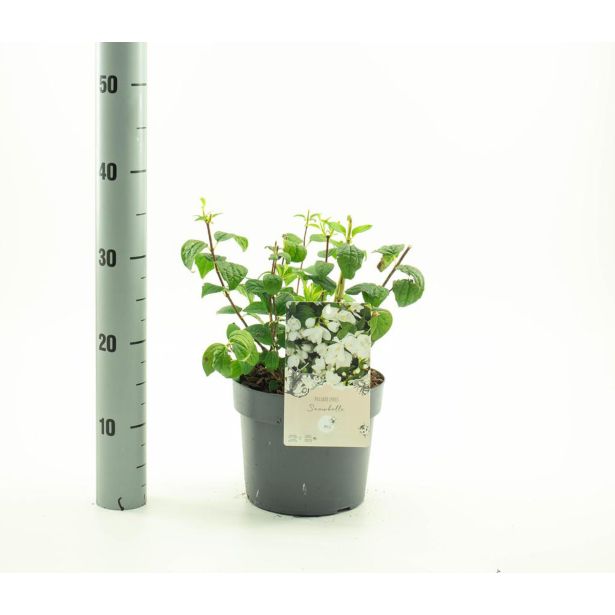 CVETOČA GRMOVNICA NEPRAVI JASMIN SNOW BELLE L3 L