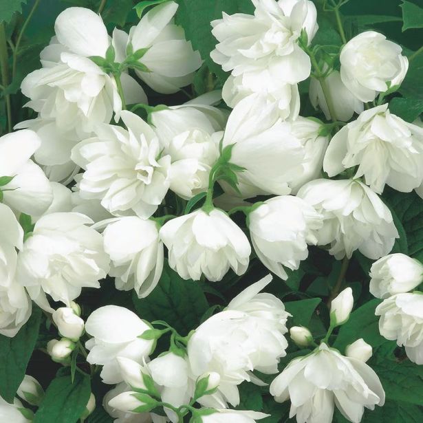 CVETOČA GRMOVNICA NEPRAVI JASMIN SNOW BELLE L3 L