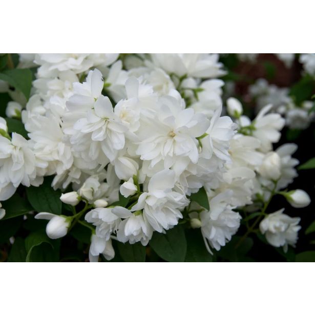 CVETOČA GRMOVNICA NEPRAVI JASMIN SNOW BELLE L3 L