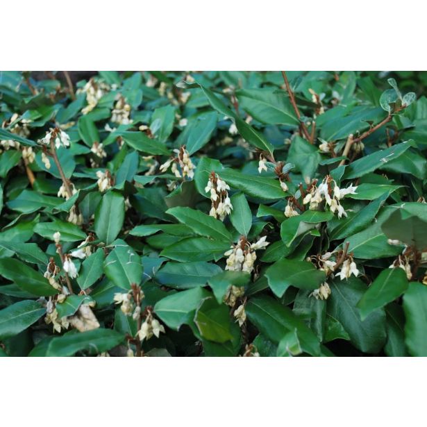 CVETOČA GRMOVNICA OLJKOVEC L15 ELAEAGNUS EBBINGEI