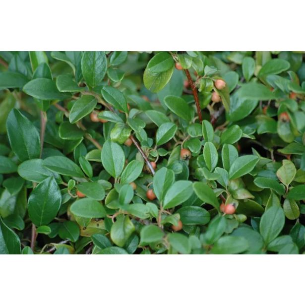 CVETOČA GRMOVNICA PANEŠLJICA (COTONEASTER DAM. MAJOR) L14 CM