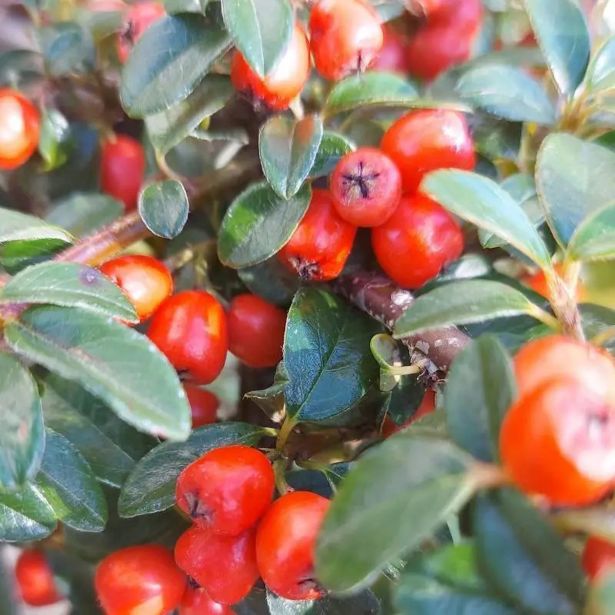 CVETOČA GRMOVNICA PANEŠLJICA (COTONEASTER DAM. MAJOR) L14 CM