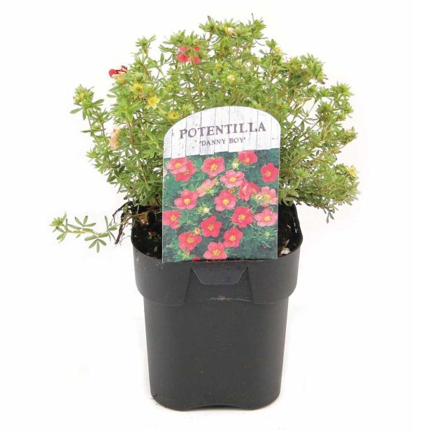 CVETOČA GRMOVNICA PETEROPRSTNIK