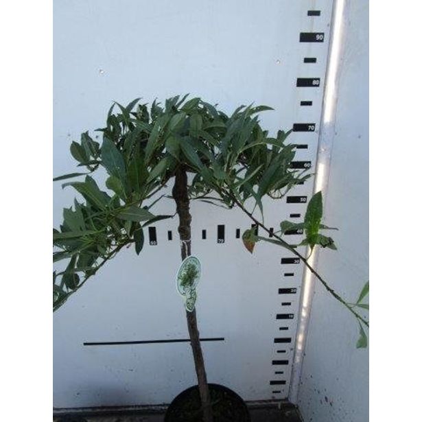 CVETOČA GRMOVNICA PLAZEČA PEŠČENA ČEŠNJA DEPRESSA L15 V30