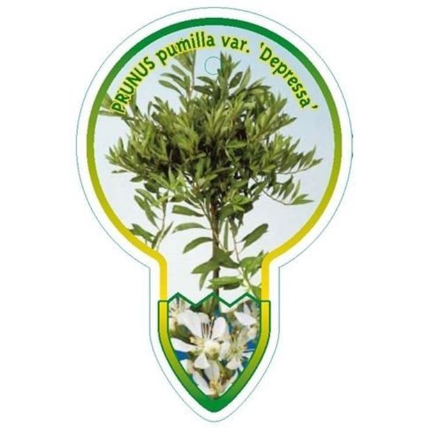 CVETOČA GRMOVNICA PLAZEČA PEŠČENA ČEŠNJA DEPRESSA L15 V30