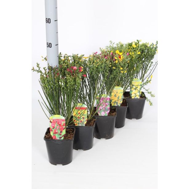 CVETOČA GRMOVNICA RELIČNIK (CYTISUS) L14 CM