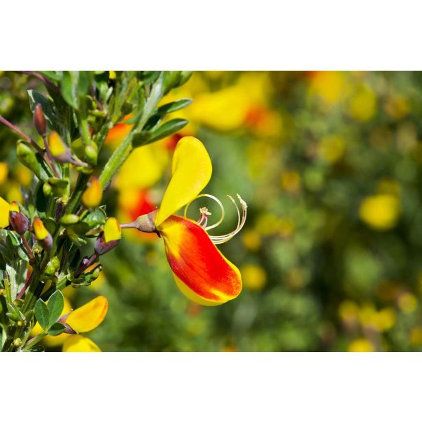 CVETOČA GRMOVNICA RELIČNIK (CYTISUS) L14 CM