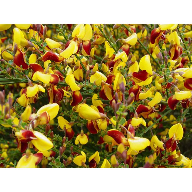 CVETOČA GRMOVNICA RELIČNIK (CYTISUS) L14 CM