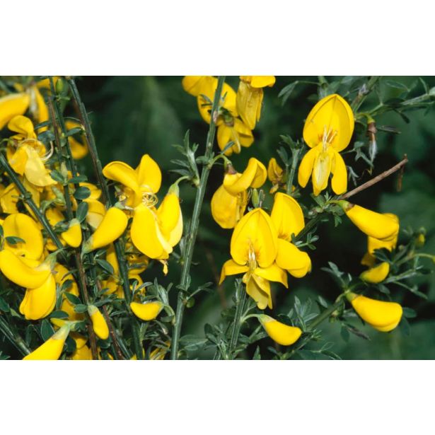 CVETOČA GRMOVNICA RELIČNIK (CYTISUS) L14 CM