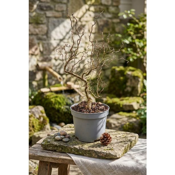 CVETOČA GRMOVNICA SKRIVENČENA LESKA MEDUSA L17 CM