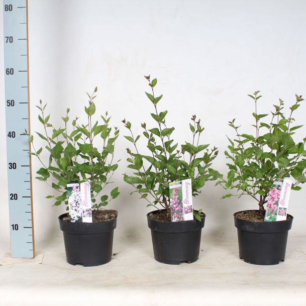 CVETOČA GRMOVNICA ŠPANSKI BEZEG MIX L19