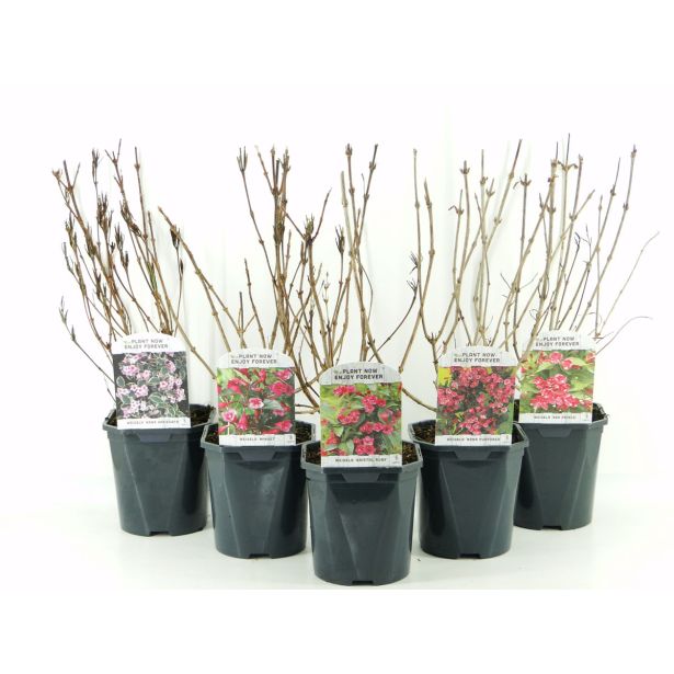 CVETOČA GRMOVNICA VAJGELIJA L2 L