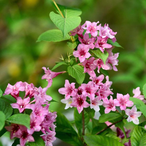 CVETOČA GRMOVNICA VAJGELIJA L2 L