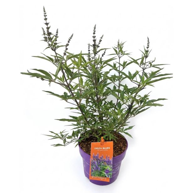 CVETOČA GRMOVNICA VITEX AGNUS DELTA BLUES (NAVADNA KONOPLJIKA) L23