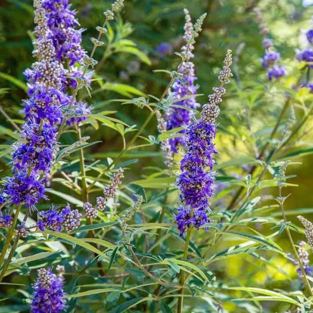 CVETOČA GRMOVNICA VITEX AGNUS DELTA BLUES (NAVADNA KONOPLJIKA) L23