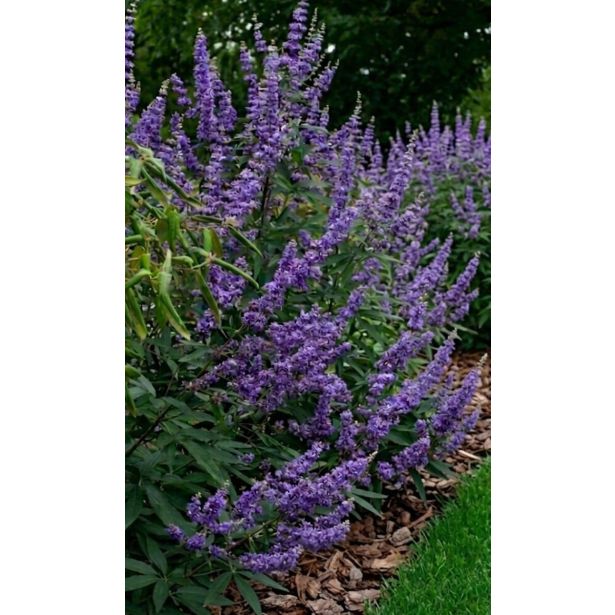 CVETOČA GRMOVNICA VITEX AGNUS DELTA BLUES (NAVADNA KONOPLJIKA) L23