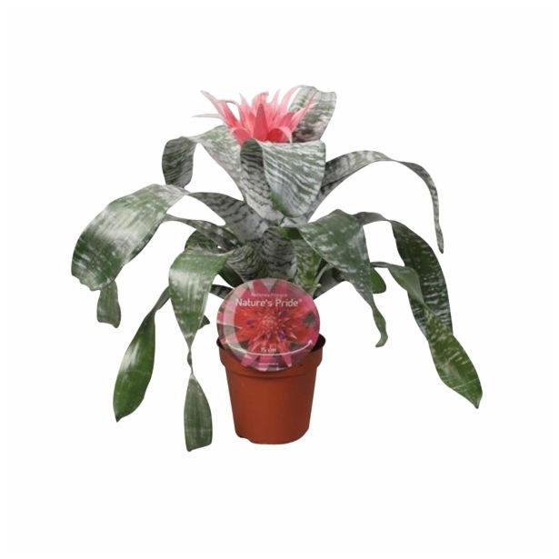 CVETOČA SOBNA RASTLINA AECHMEA NATURE