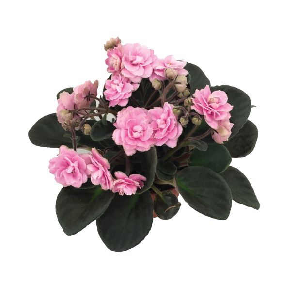 VIJOLICA AFRIŠKA L12