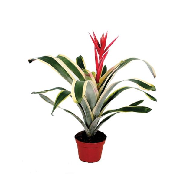 CVETOČA SOBNA RASTLINA AHMEJA