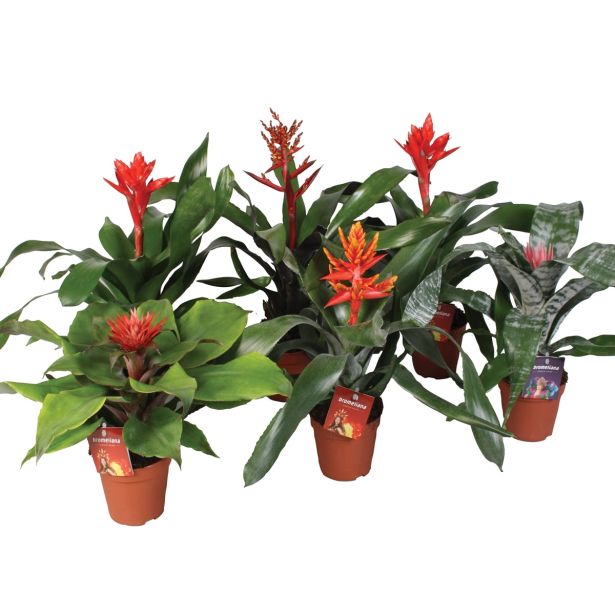 CVETOČA RASTLINA AHMEJA MIX L12