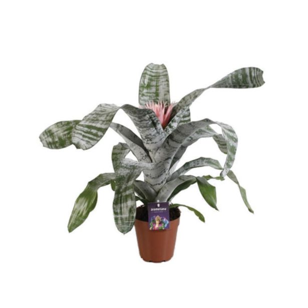 CVETOČA SOBNA RASTLINA AHMEJA PRIMERA L14