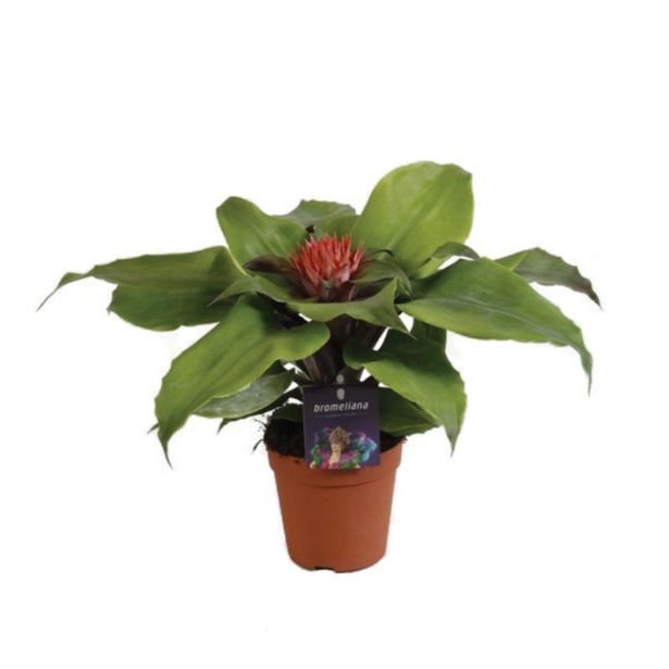 CVETOČA RASTLINA AHMEJA TAYOENSIS L12