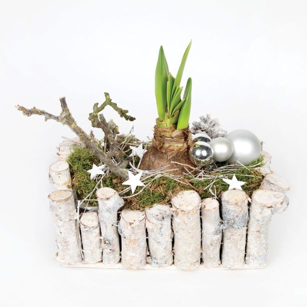 CVETOČA RASTLINA AMARILIS DEKORIRAN