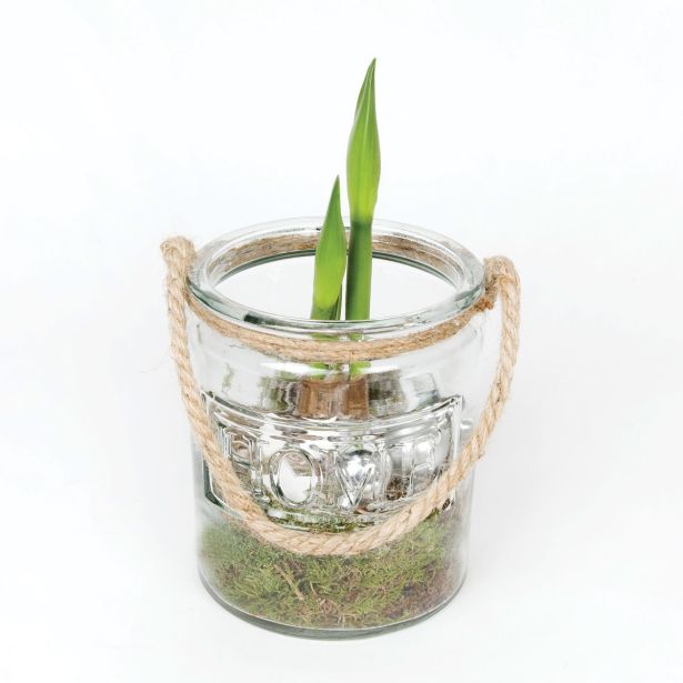 CVETOČA RASTLINA AMARILIS V STEKLU