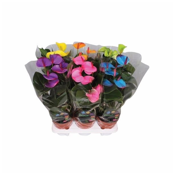 FLAMINGOVEC ANTHURIUM ANDREANUM PICASSO BARVAN L14