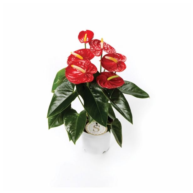 FLAMINGOVEC ANTHURIUM ANDREANUM RED CHAMPION L14