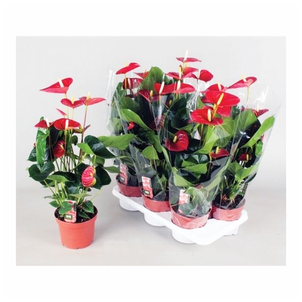FLAMINGOVEC ANTHURIUM ANDREANUM VITO L17