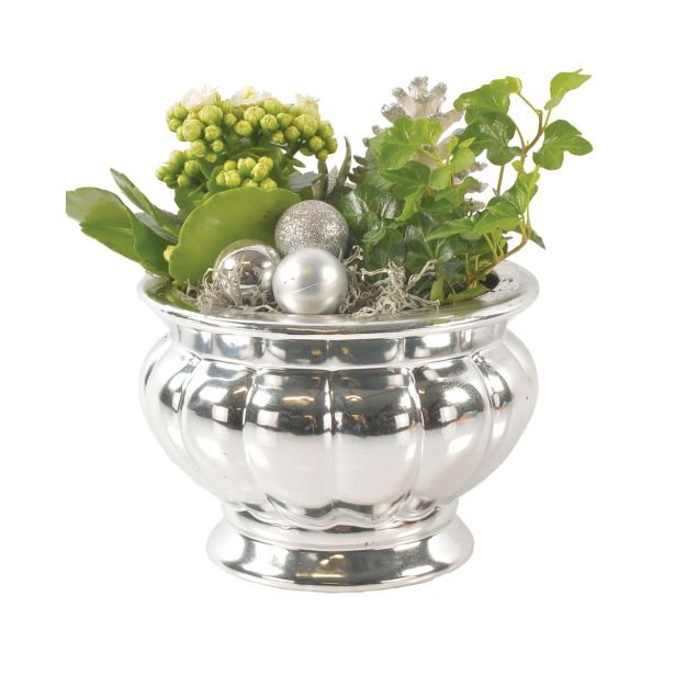 CVETOČA RASTLINA ARANŽMA V SREBRNI POSODI NOVO LETO