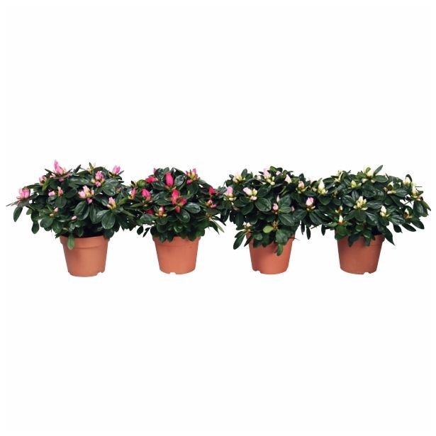 CVETOČA RASTLINA AZALEA MIX V LONČKU FI 12 PREMER KROŠNJE 17-20 CM